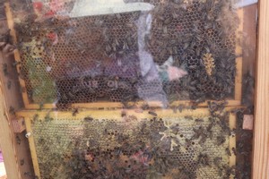 Deň včiel.Obrázok 41